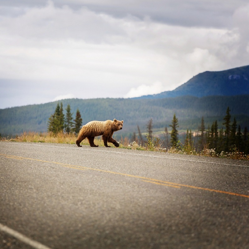 ¿Cuáles son los animales que más mueren en accidente de tráfico?